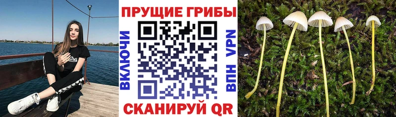 Псилоцибиновые грибы мицелий Белореченск
