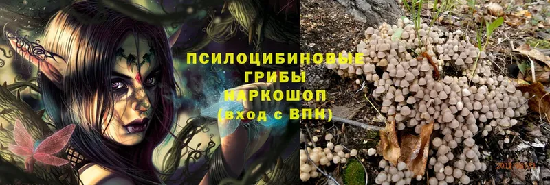 Псилоцибиновые грибы Psilocybe  хочу наркоту  Белореченск 